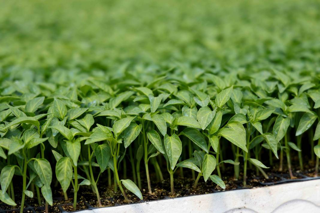 Konya’nın fidesini Meram yetiştiriyor! Satışlar başladı 4